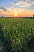 risfält och utsikt över solnedgångshimlen foto