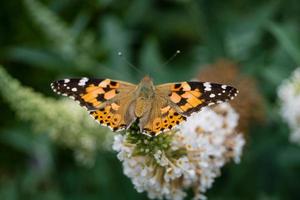 fjäril vanessa cardui eller cynthia cardui i trädgården foto