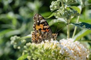 fjäril vanessa cardui eller cynthia cardui i trädgården foto