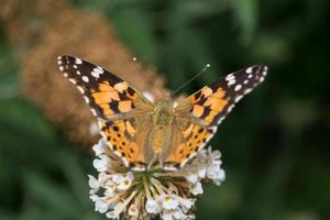 fjäril vanessa cardui eller cynthia cardui i trädgården foto