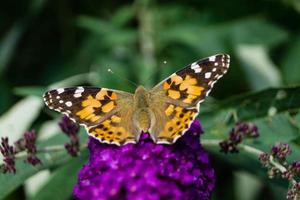 fjäril vanessa cardui eller cynthia cardui i trädgården foto