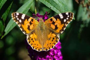 fjäril vanessa cardui eller cynthia cardui i trädgården foto