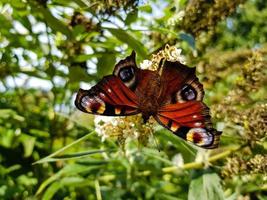 fjäril vanessa cardui eller cynthia cardui i trädgården foto