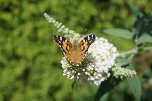 fjäril vanessa cardui eller cynthia cardui i trädgården foto