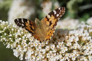 fjäril vanessa cardui eller cynthia cardui i trädgården foto