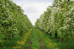 blommande fruktträd i det gamla landet nära hamburg tyskland foto