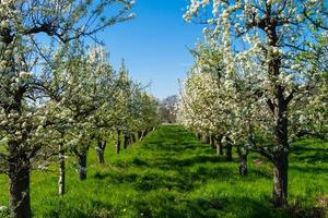 blommande fruktträd i det gamla landet nära hamburg tyskland foto