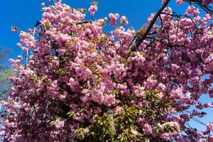 blommande fruktträd i det gamla landet nära hamburg tyskland foto