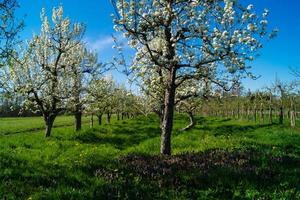 blommande fruktträd i det gamla landet nära hamburg tyskland foto