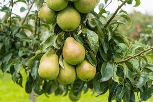 päronplantage i hamburgs gamla land foto