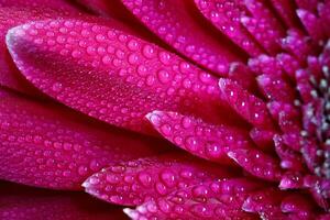 en stänga se av en skön röd gerbera blomma med vatten droppar. natur bakgrund foto