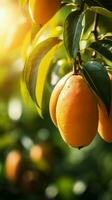 tropisk mogen gul mango frukt hängande på träd gren med skön bruka och solljus ai genererad foto
