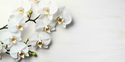 gren av en vit orkide på vit bakgrund, topp se, Plats för text, generativ ai foto