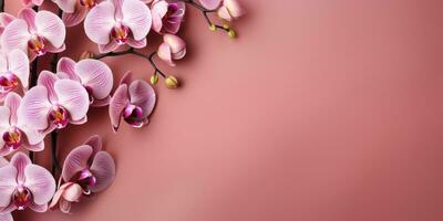 rosa orkidéer på rosa bakgrund, topp se, Plats för text eller din produkt. generativ ai foto