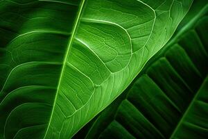 en vibrerande grön blad upp stänga foto