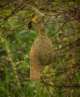 vävare fågel sitter på boet, natur bakgrund foto