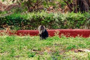 apa sitter på gräset, på zoo, natur bakgrund foto