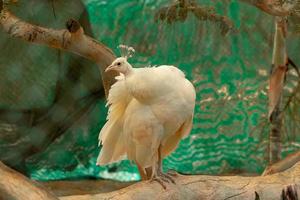 vacker vit påfågel på zoo foto