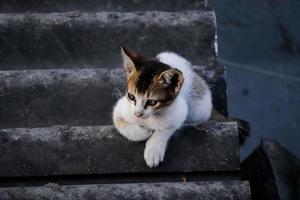 baby katt sitter på trappan, hemma, tittar till kameran foto