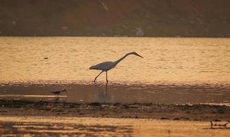 fågel som går i vatten, fåglar som flyger, solnedgångsutsikt vid sjön foto