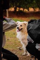 hund ser till andra hundar i parken, hunden på hundar parkerar, husdjur älskare foto