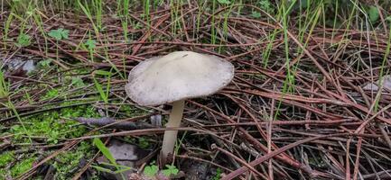detalj av en vild svamp i deras naturlig miljö foto