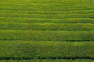 te plantage fält i azorerna foto