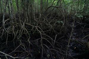 selektiv fokus till de rötter av mangrove träd växande ovan de vatten foto