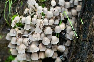 detalj av en vild svamp i deras naturlig miljö foto