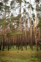 skön tät tall skog i höst foto