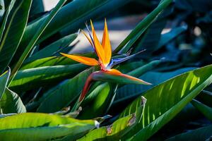 orange blomma av strelitzia reginae i en inhägnad trädgård i värma solljus foto