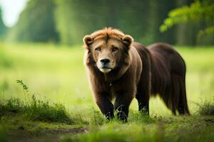 en lejon gående genom en gräs- fält. ai-genererad foto