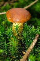 svamp från marken i en skog