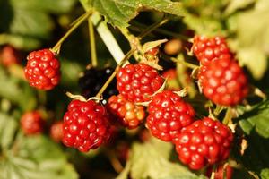 rubus björnbär vilda skogsfrukter foto