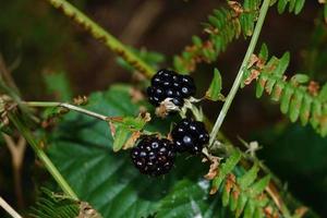 rubus björnbär vilda skogsfrukter foto