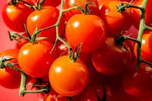 röda runda tomater solanum lycopersicum