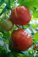 röda runda tomater solanum lycopersicum för en soppa foto