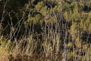 medelhavsvegetation i bergen i collcerola, barcelona, foto