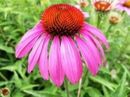 blommande echinacea med löv, levande naturlig natur foto