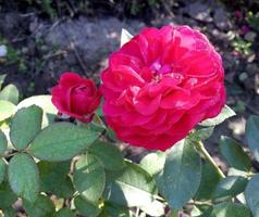 blommande blomma ros med gröna blad foto