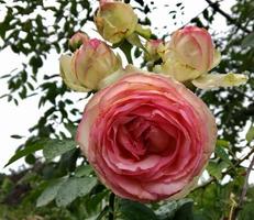 blommande blomma ros med gröna blad foto