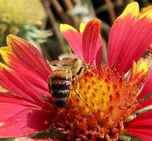 bi flyger långsamt till växten, samlar nektar för honung foto