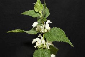 vit vild blomma blomma närbild lamium album familj lamiaceae makro
