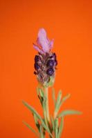 aromatisk växt blomning närbild lavandula stoechas familj lamiaceae foto