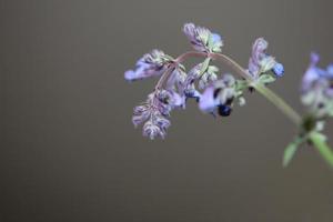 lila blomma blommar närbild nepeta grandiflora familjen lamaiaceae foto