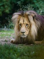 porträtt av lejon i Zoo foto