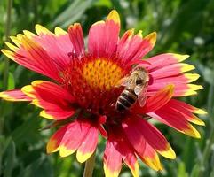 bi flyger långsamt till växten, samlar nektar för honung foto