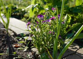 viola tricolor - örtartad växt, främst vild, kallad vild penséer. foto