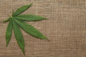cannabisblad på hamptextilbakgrunden foto