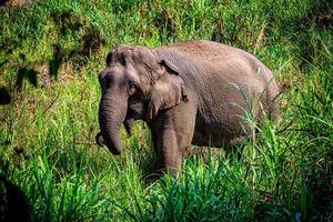 asiatisk elefant det är ett stort däggdjur. foto